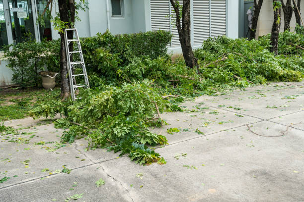 Trusted Ahuimanu, HI Tree Service Experts